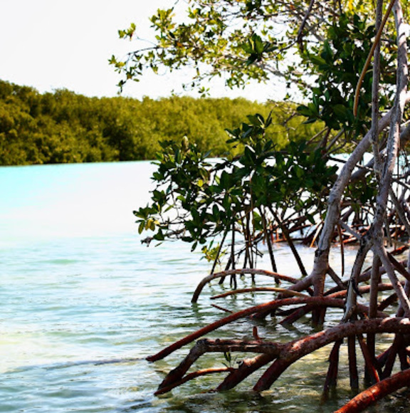 Meet your Posher, George - Picture 1 of 1